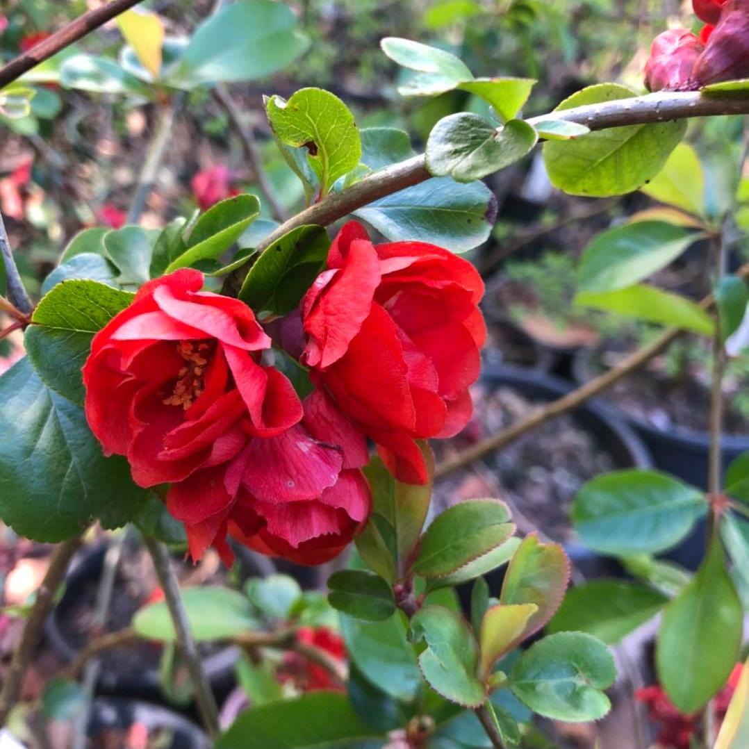 Chaenomeles × superba Columbia 3