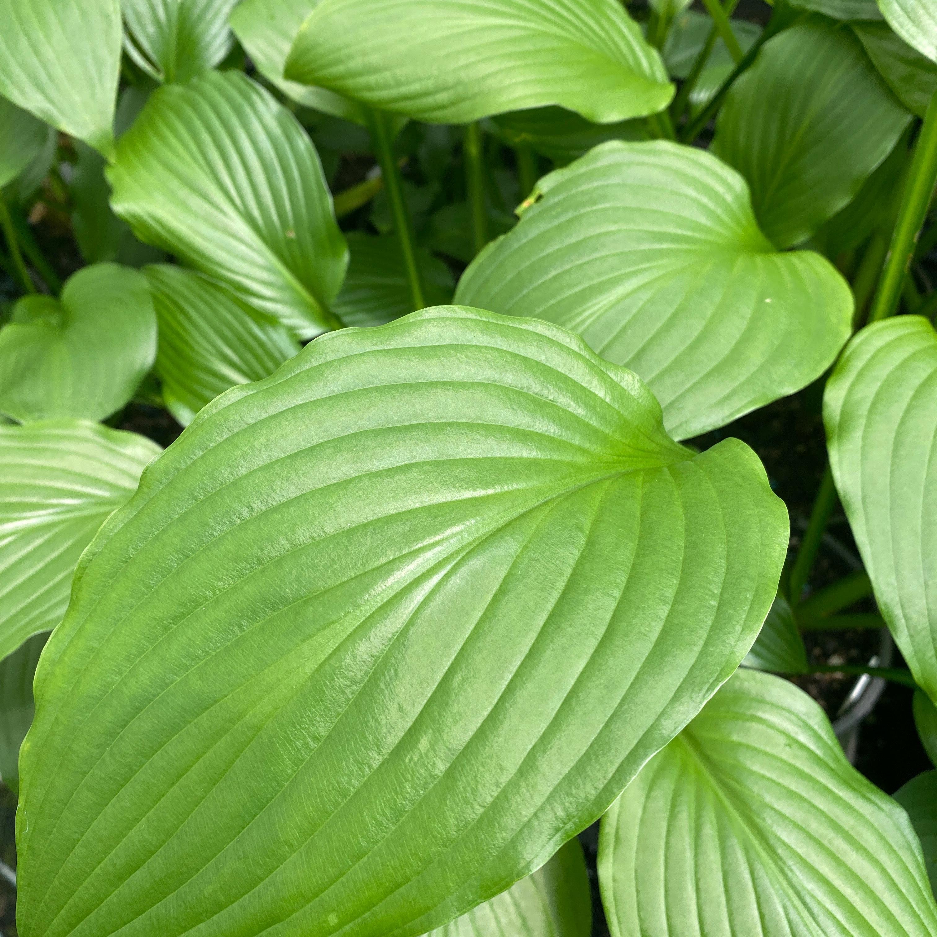 Hosta undulata Erromena