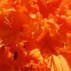 Rhododendron 'Orange Supreme'