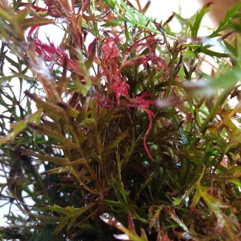 Acer palmatum dissectum Watnong