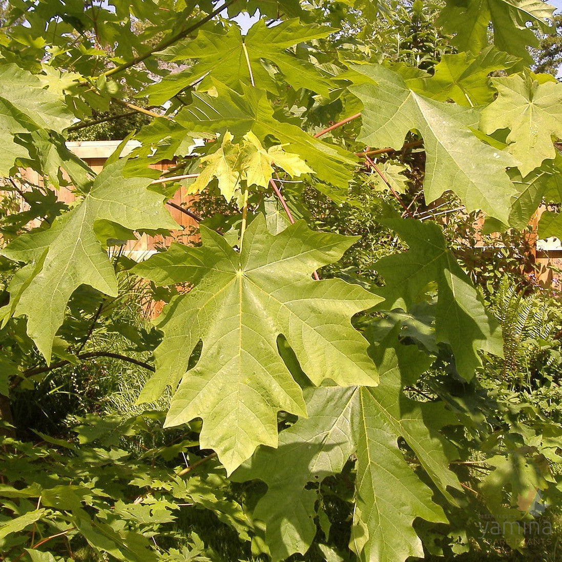 Acer macrophyllum 1