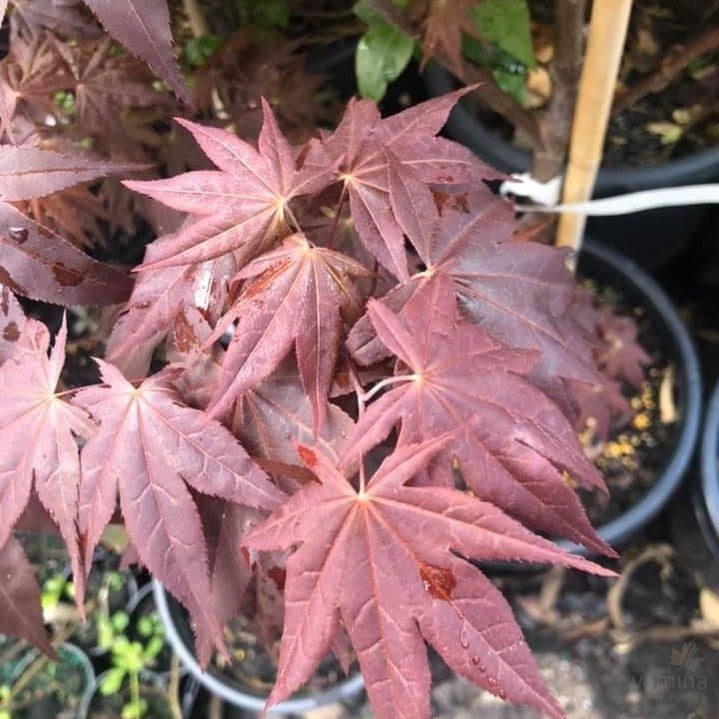 Acer palmatum Red Spray