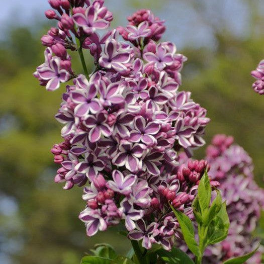 Syringa (Lilac)