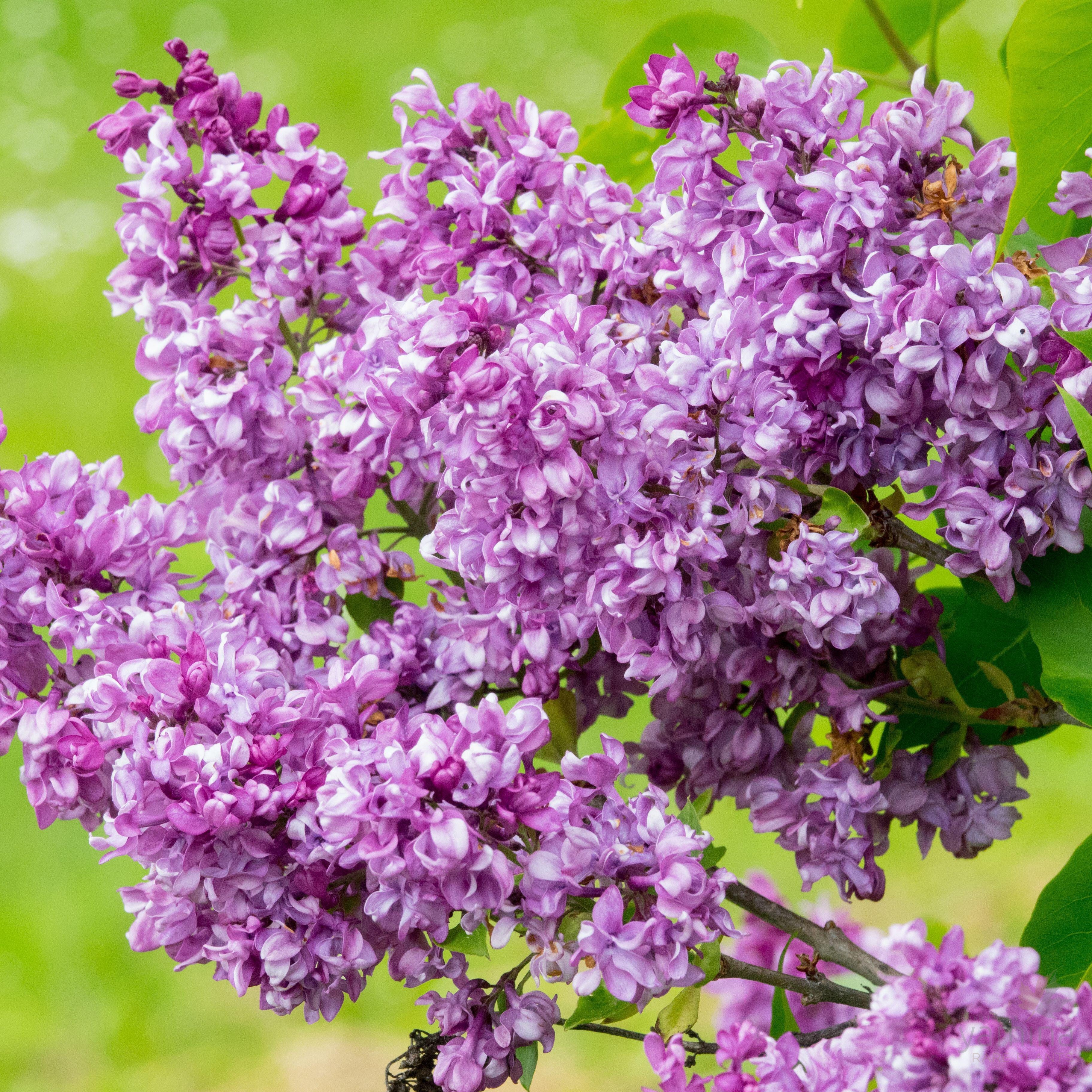 Syringa vulgaris 'Mrs Edward Harding'-Yamina Rare Plants