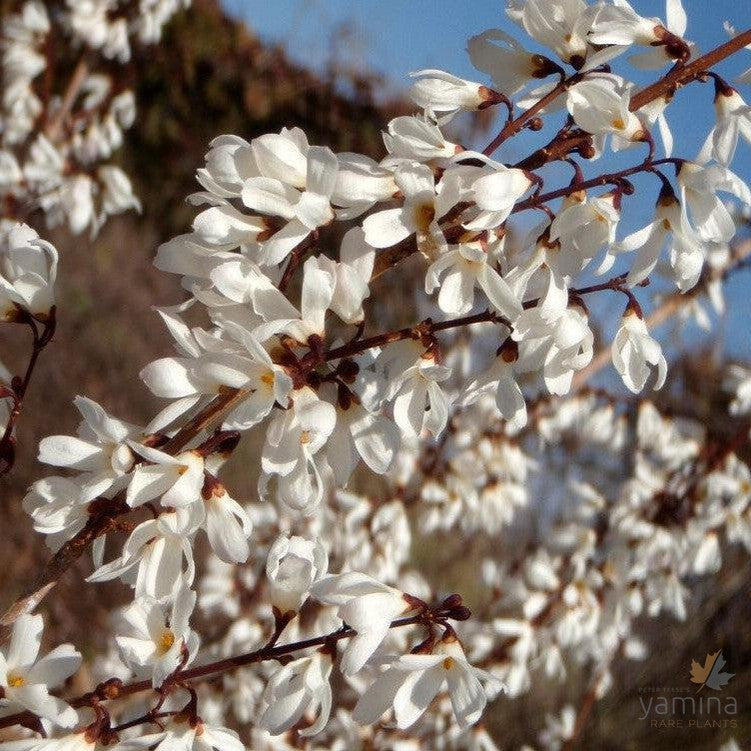 Abeliophyllum distichum