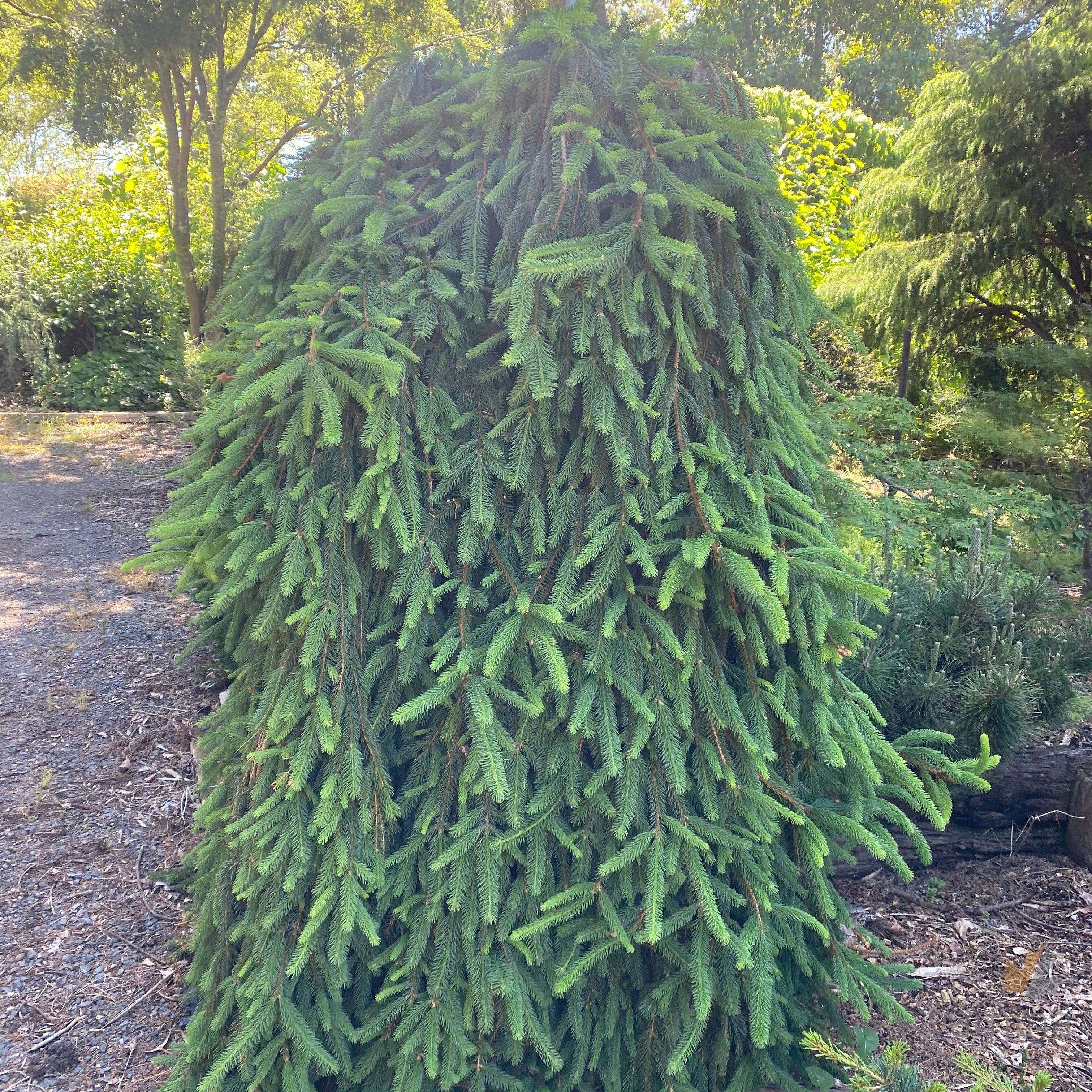 Abies alba Pendula-1