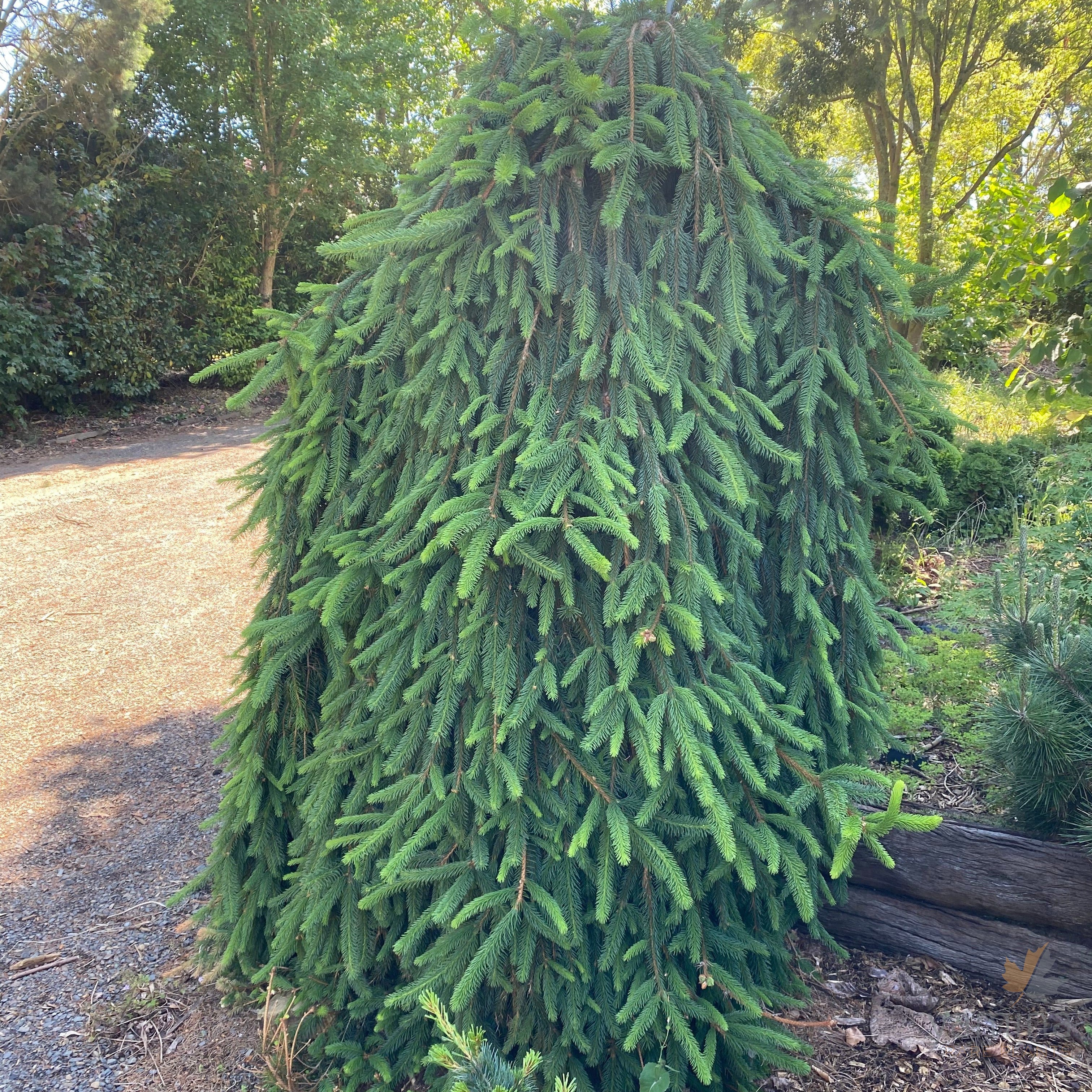 Abies alba Pendula-2