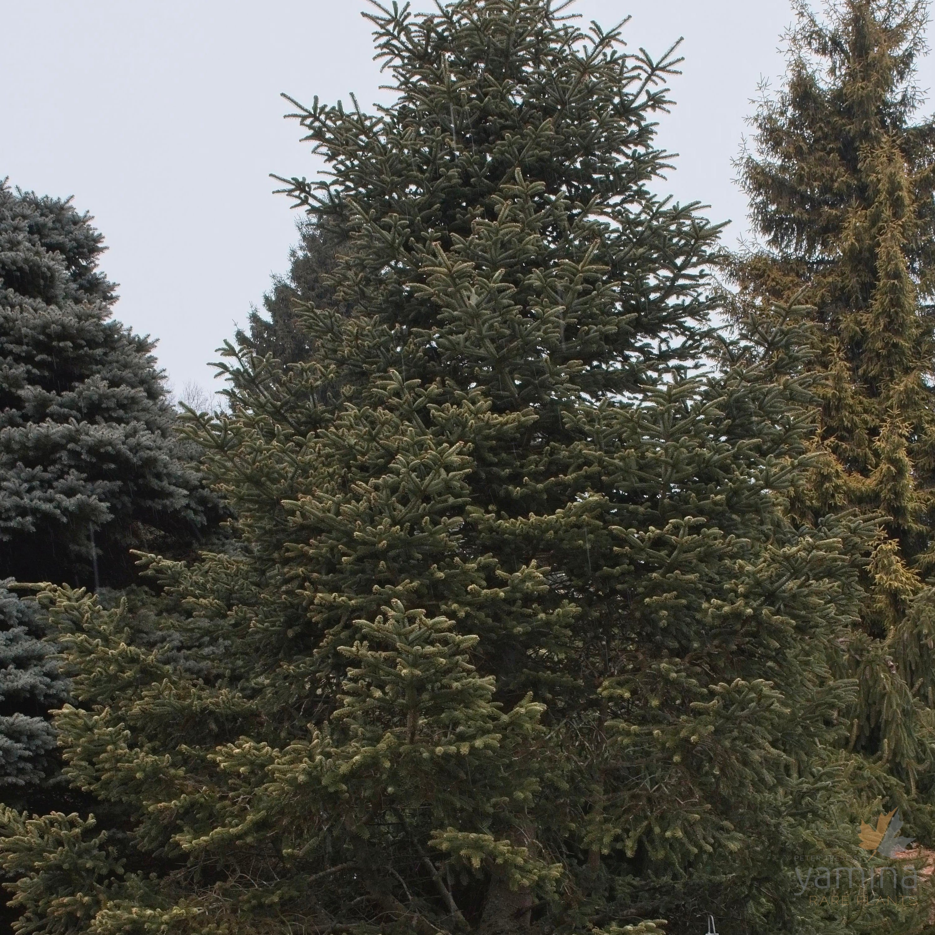 Abies cephalonica Meyer Dwarf