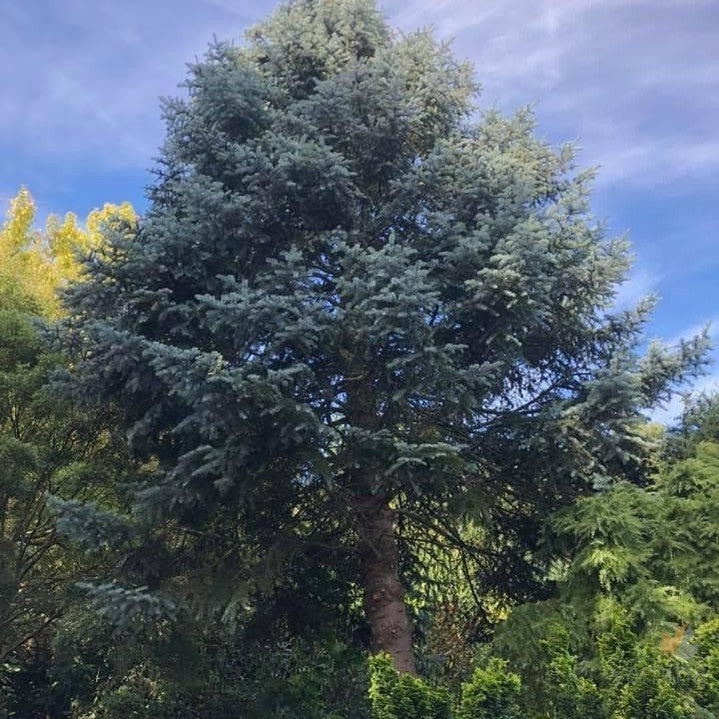 Abies concolor Blue-1