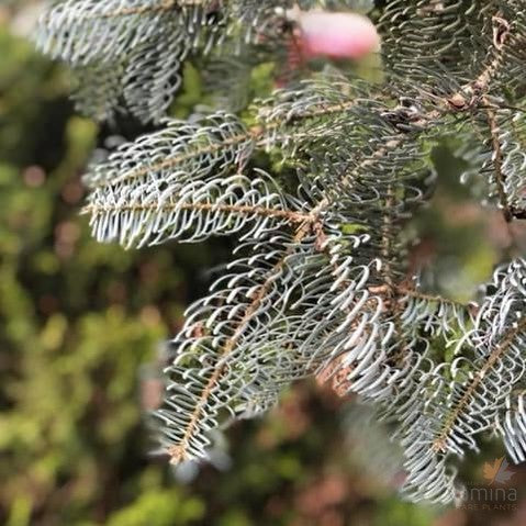 Abies concolor Blue-2