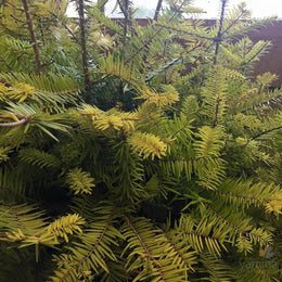 Japanese Fir (Abies firma) 11 Abies firma (Japanese Fir)