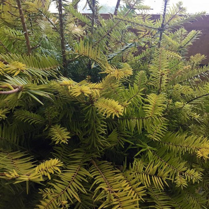 Rodgersia pinnata Bronze Peacock