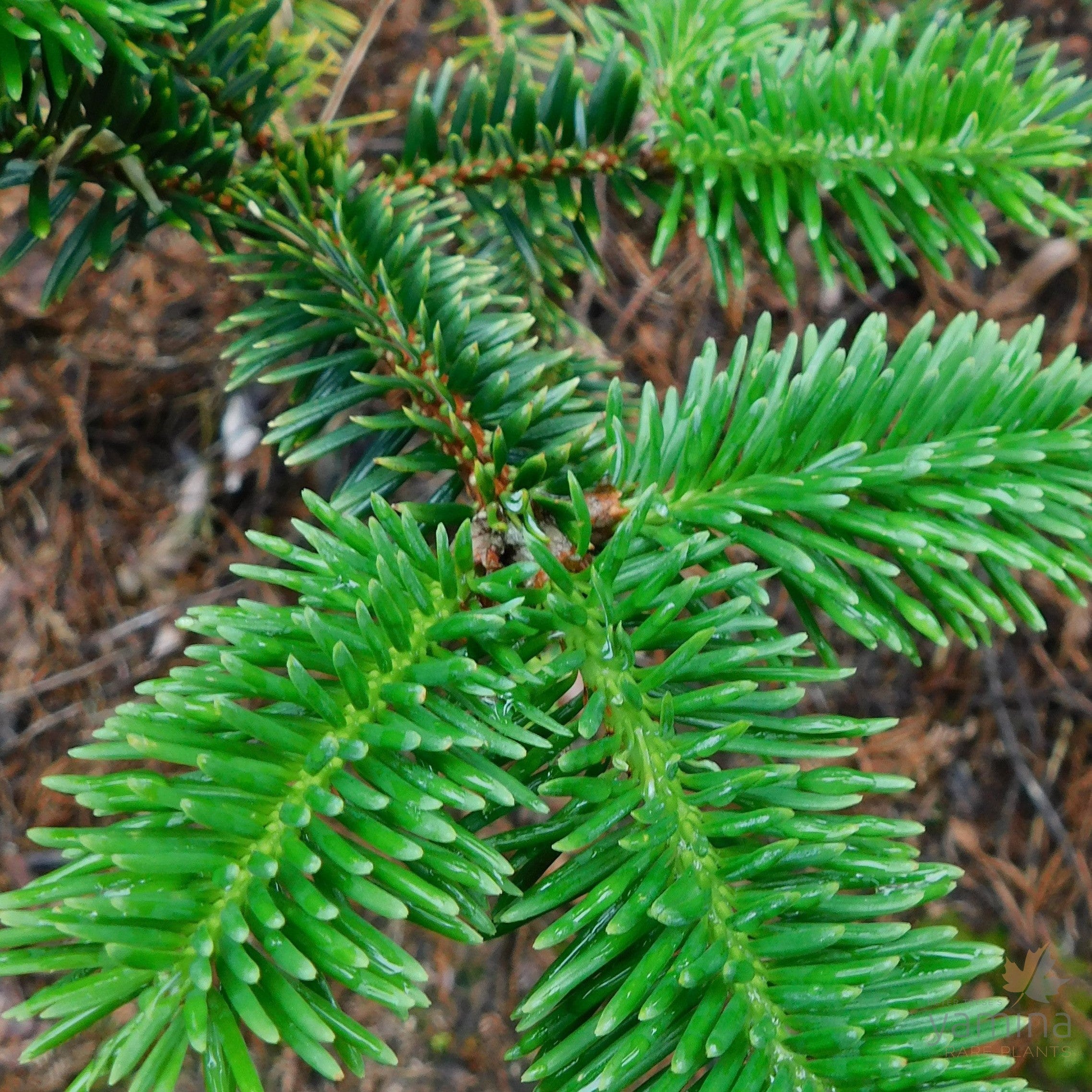 Abies forrestii var georgei