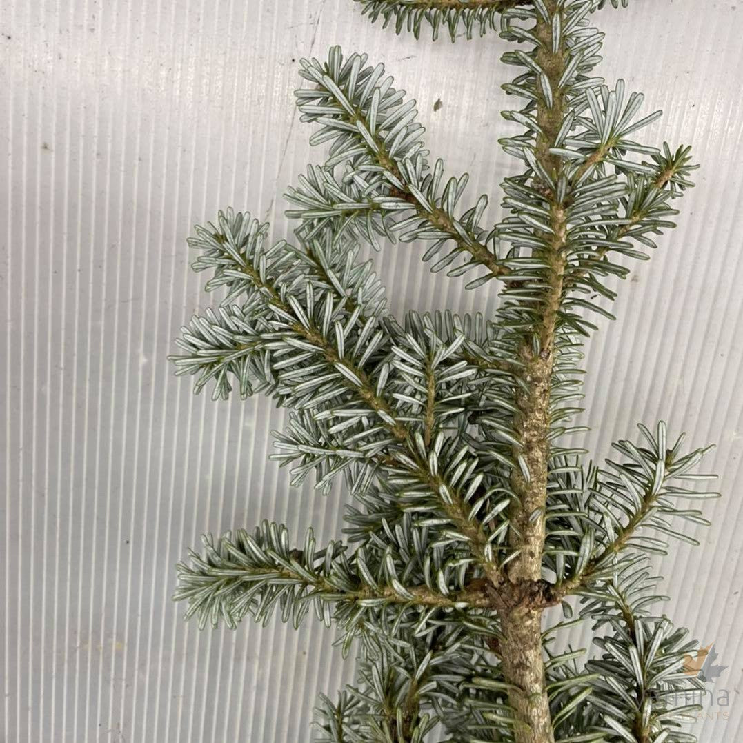 Abies koreana 1