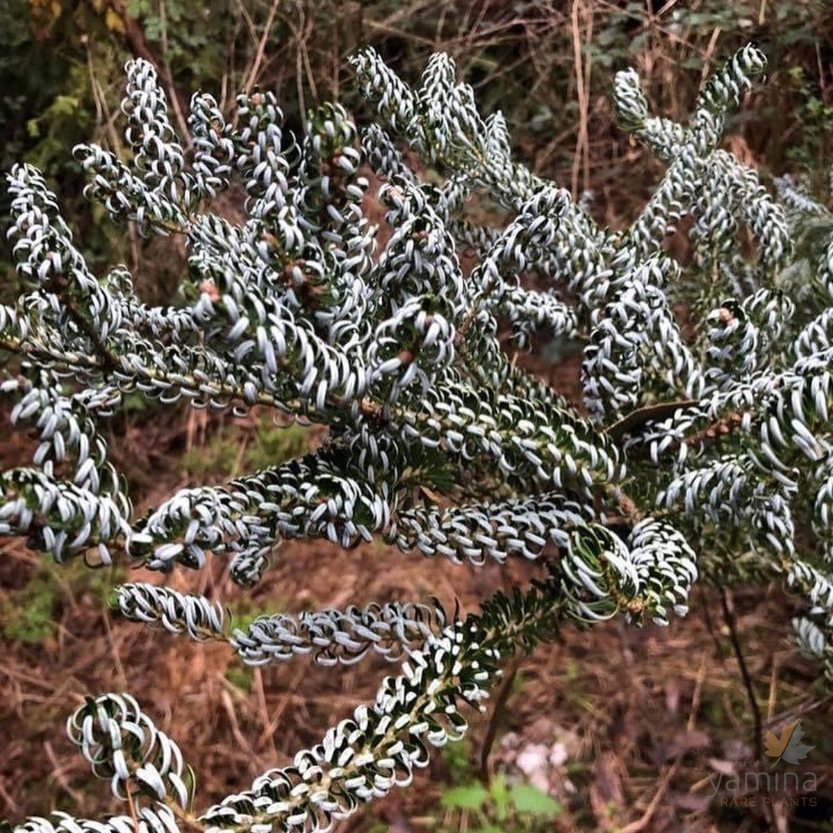 Abies koreana 'Silberlocke' 1