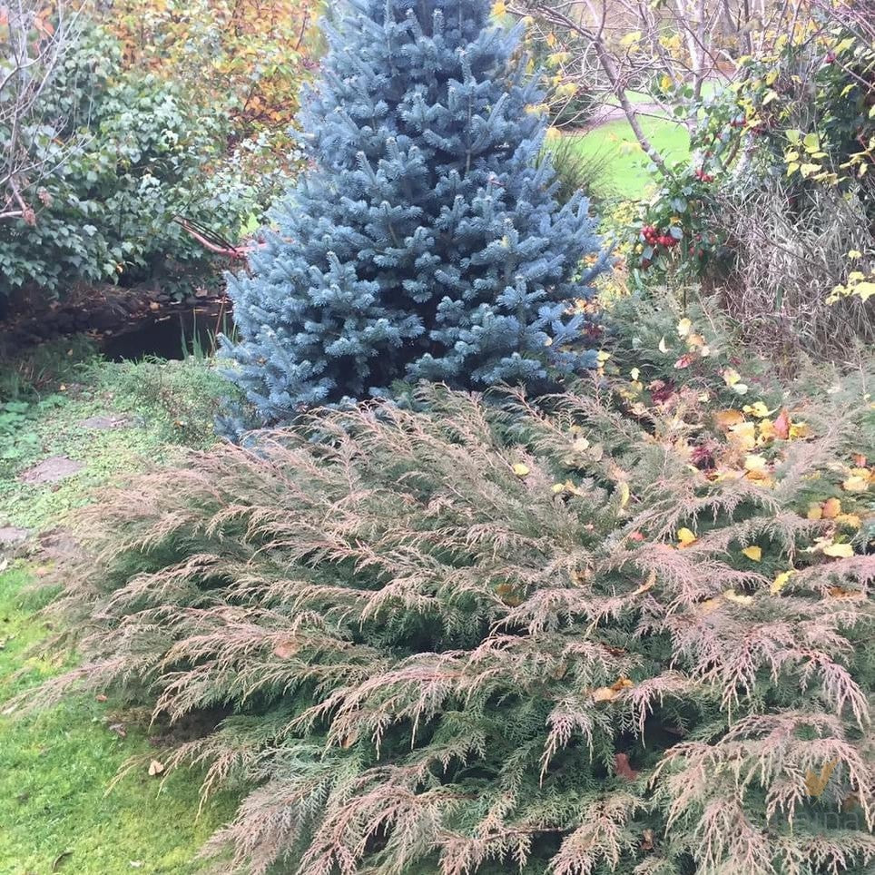 Abies lasiocarpa Compacta-1