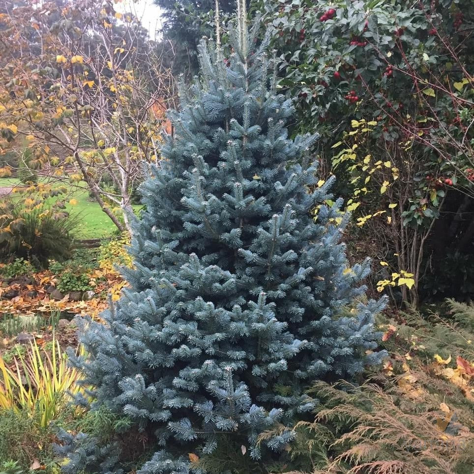 Abies lasiocarpa Compacta-2