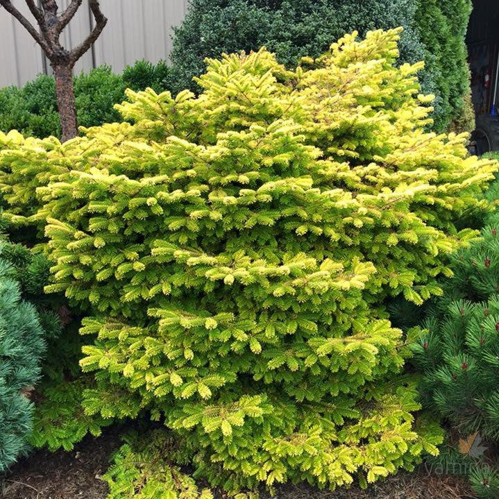 Abies nordmanniana 'Golden Spreader'