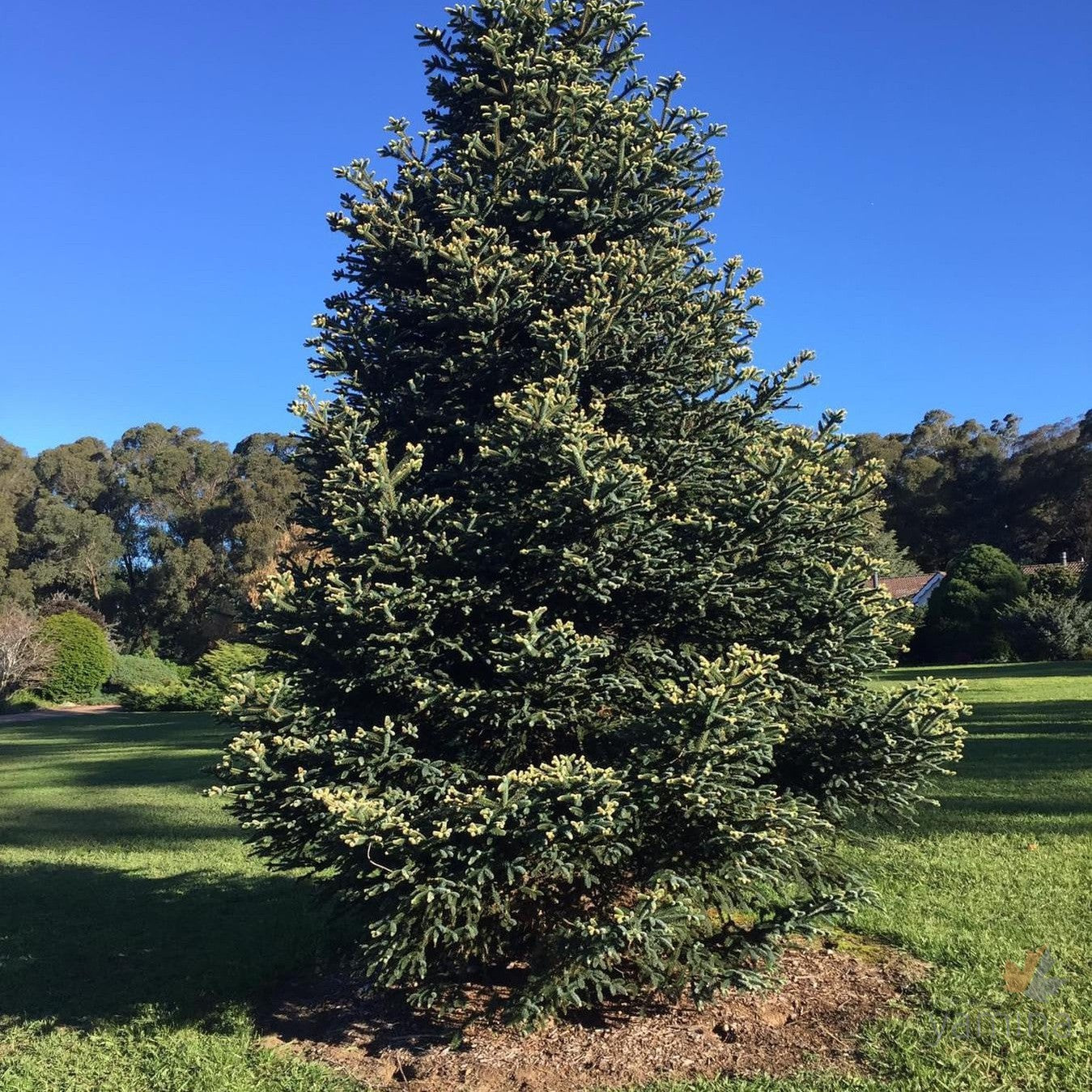 Abies pinsapo Aurea-1