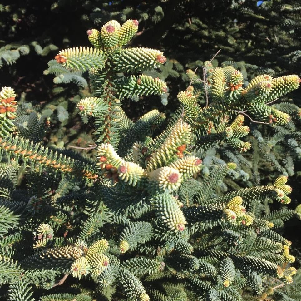 Abies pinsapo Aurea-2