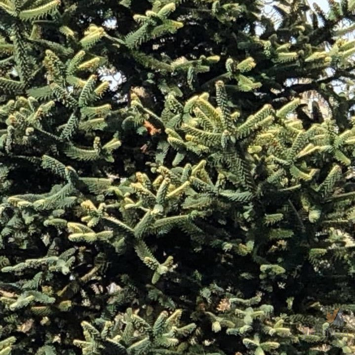 Abies pinsapo Aurea-3