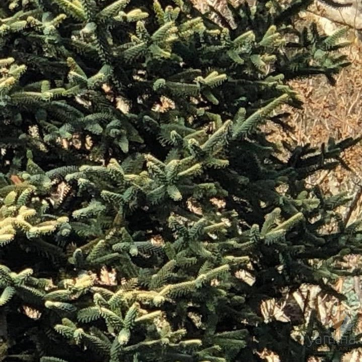 Abies pinsapo Aurea-4