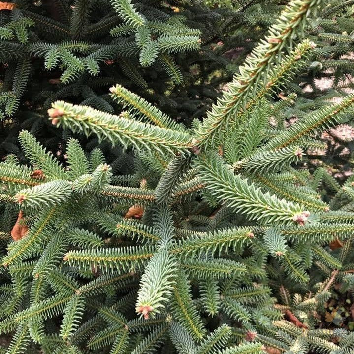 Abies pinsapo Aurea-7