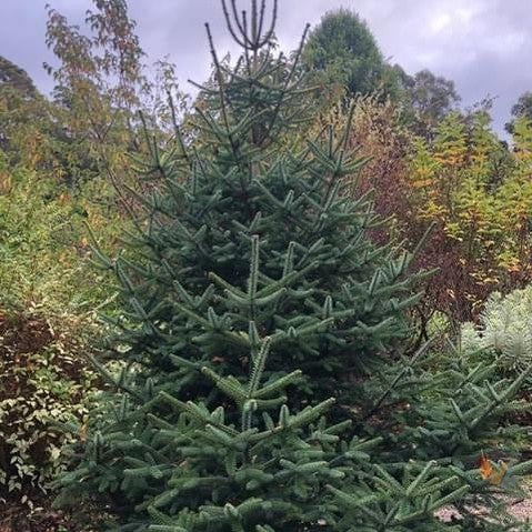 Abies pinsapo Aurea-8