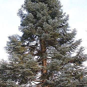 Abies procera 'Glauca'