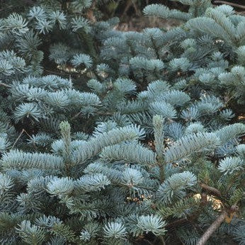 Abies proceria 'Glauca Prostrata'