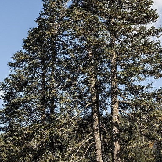 Abies religiosa 1