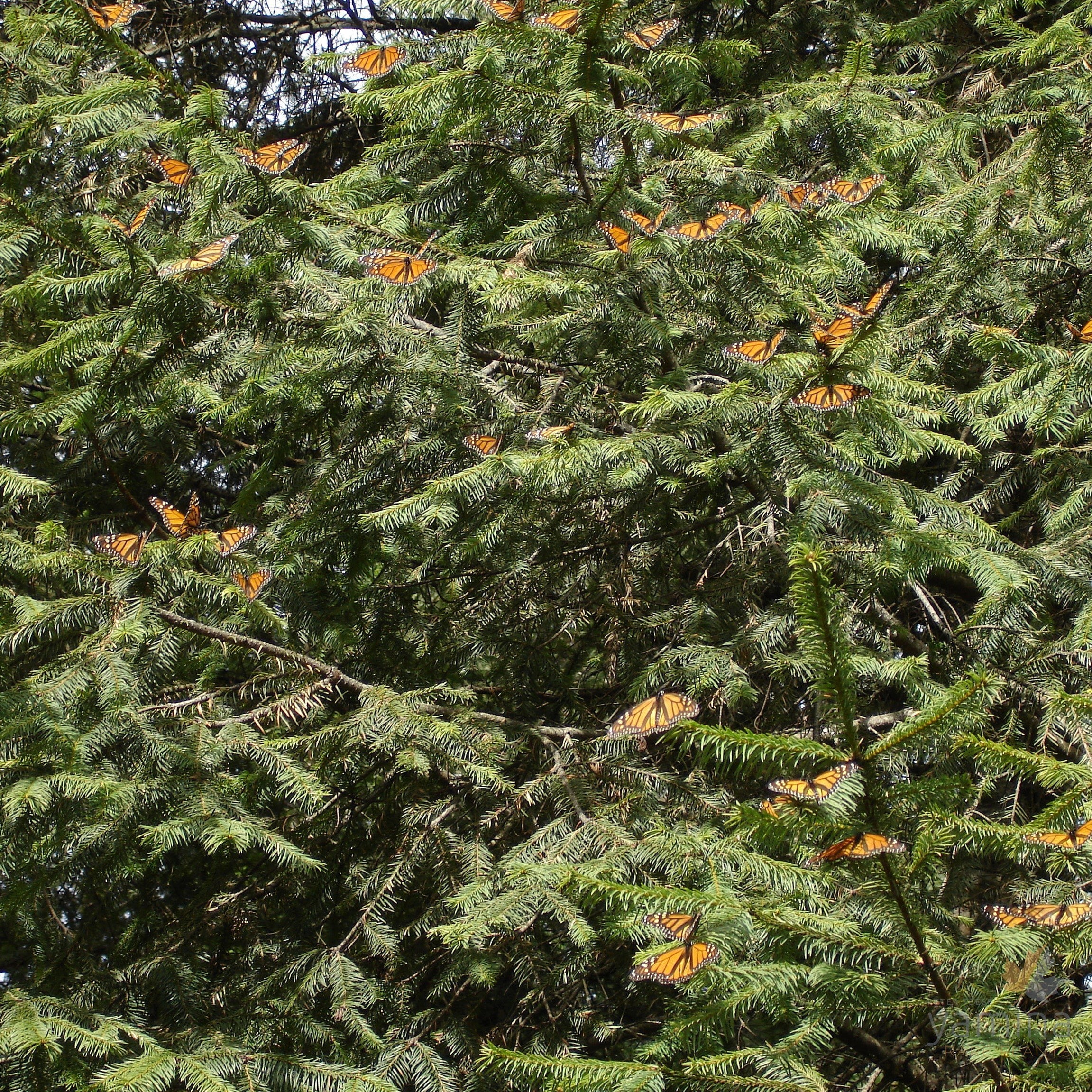 Abies religiosa 2