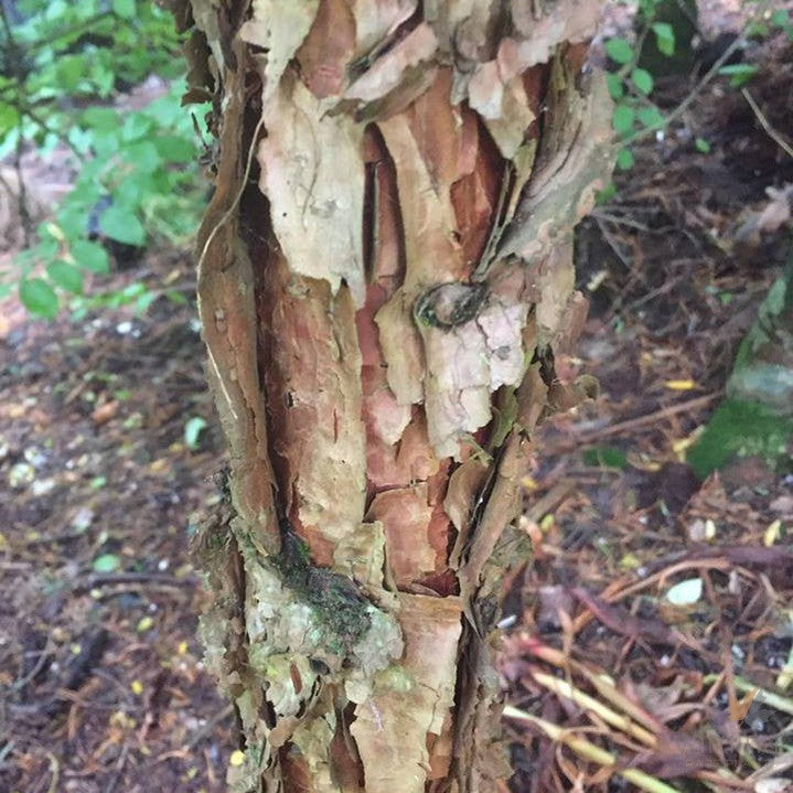 Abies squamata