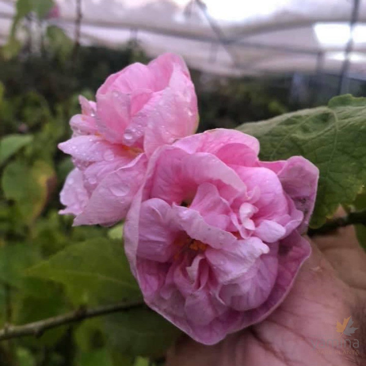 Abutilon Victorian Lady (double pink) 1