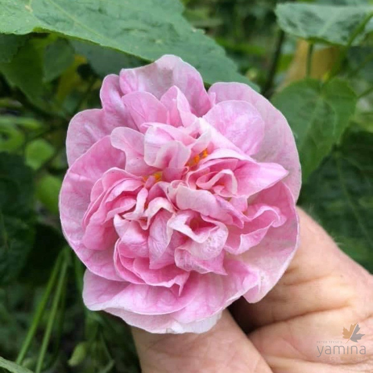 Abutilon Victorian Lady (double pink) 2