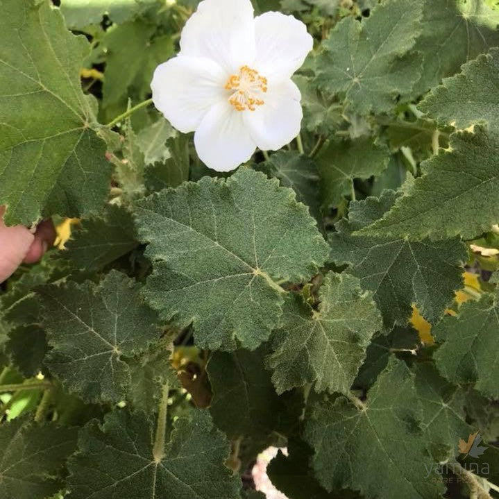 Abutilon vitifolium Album 1