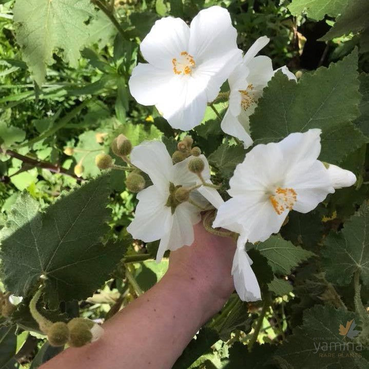 Abutilon vitifolium Album 2