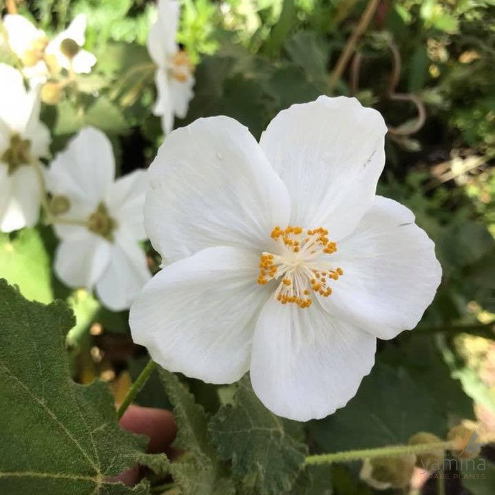 Abutilon vitifolium Album 3