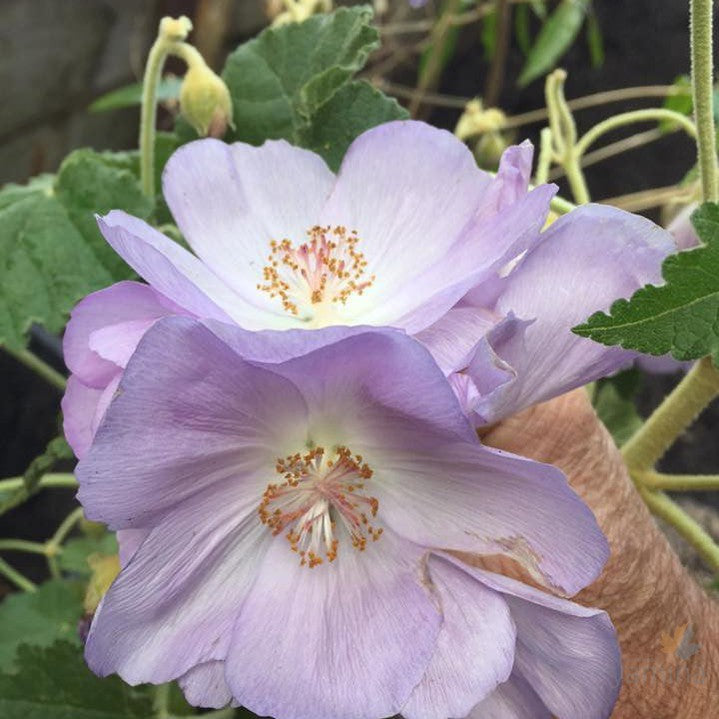 Abutilon vitifolium Victoria Tennant 1