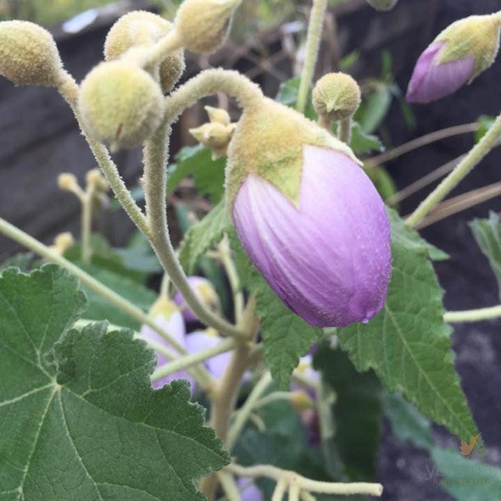 Abutilon vitifolium Victoria Tennant 3