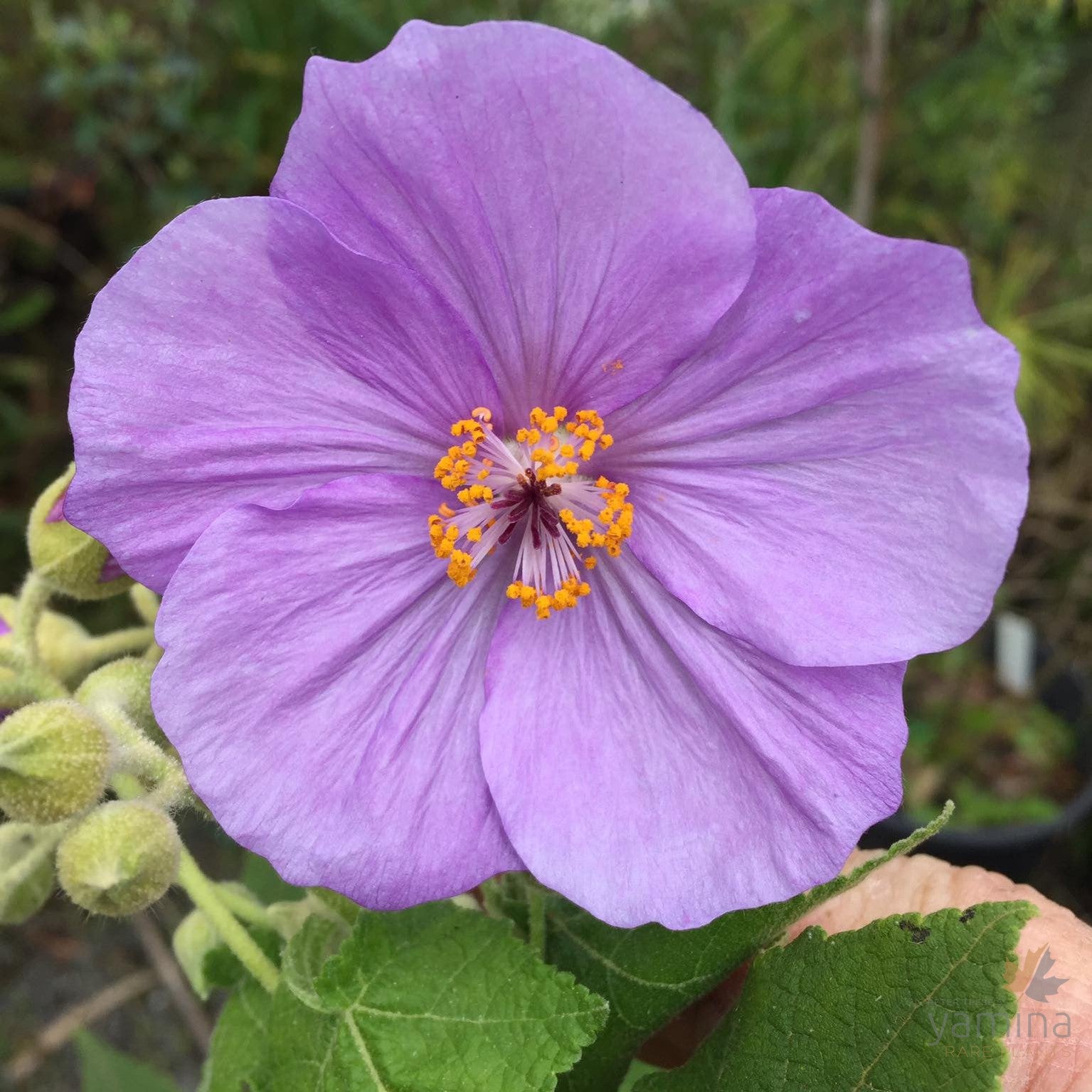 Abutilon vitifolium x Suntense 1