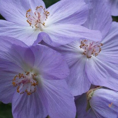 Abutilon vitifolium x Suntense 2