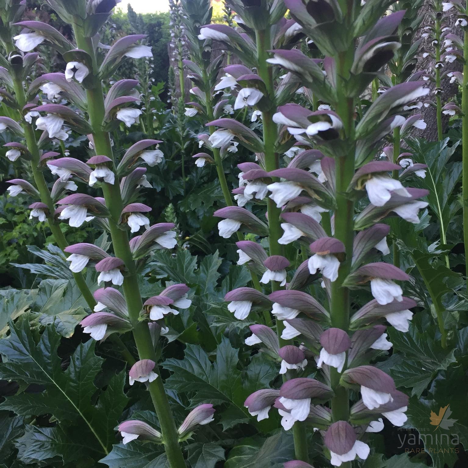 Acanthus mollis