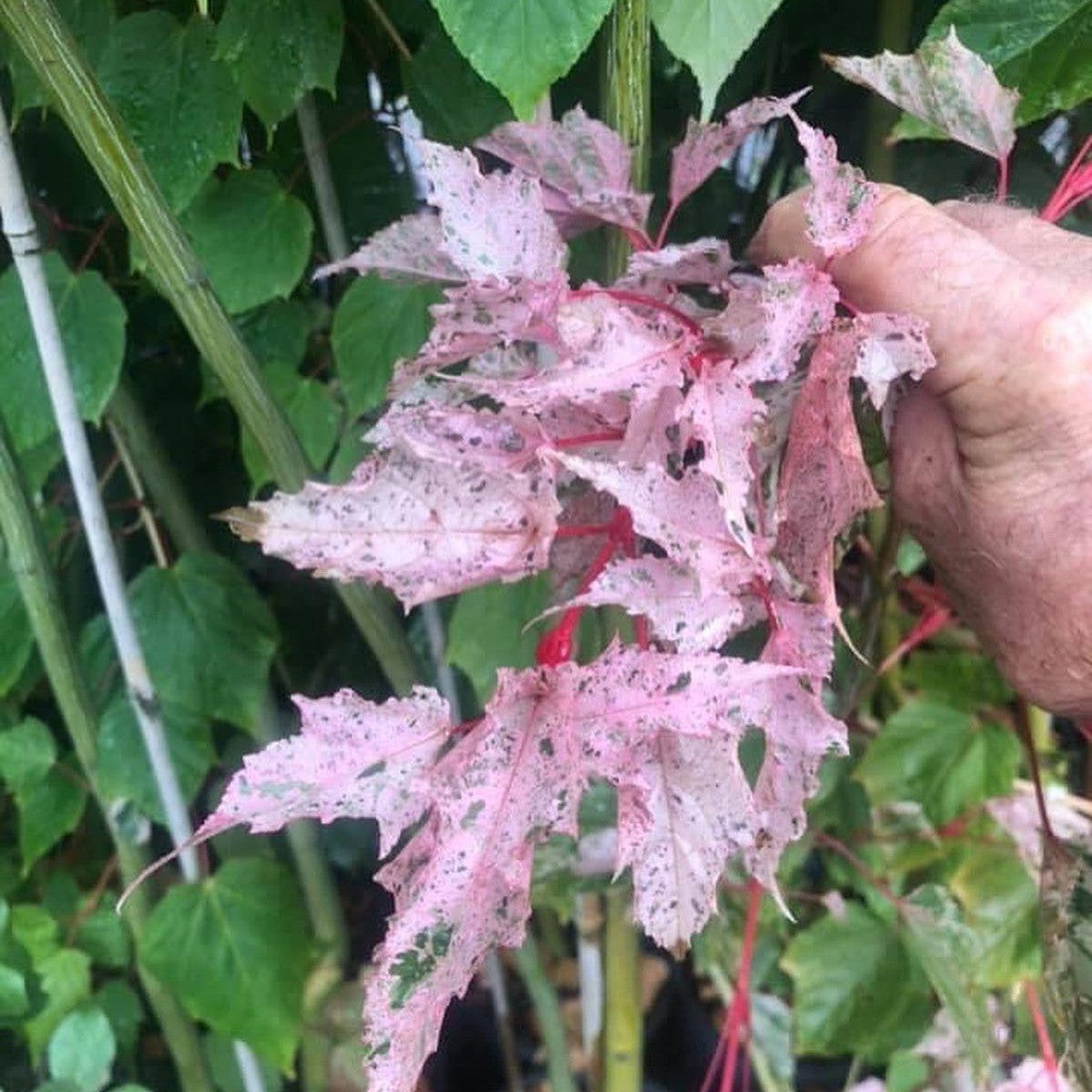 Acer Esk Flamingo 1