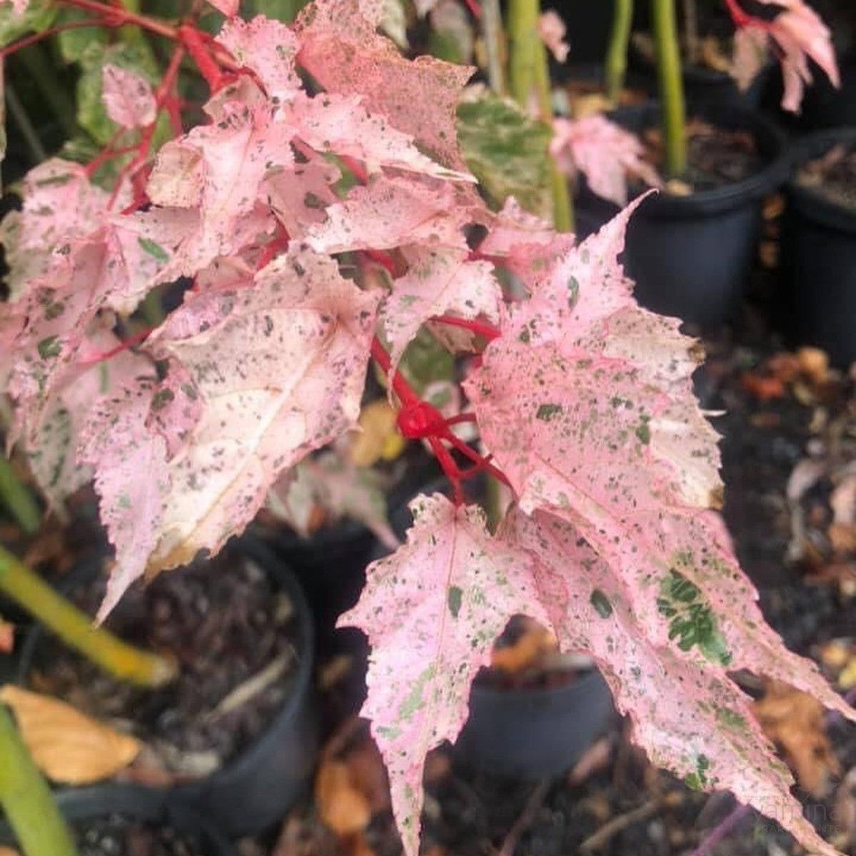Acer Esk Flamingo 2