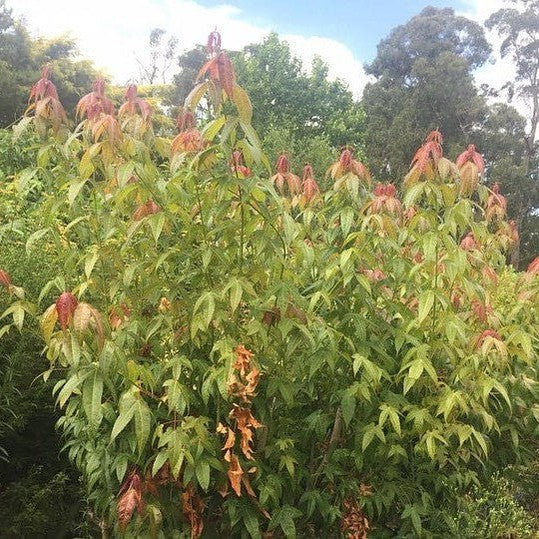 Acer Flabellatum 1