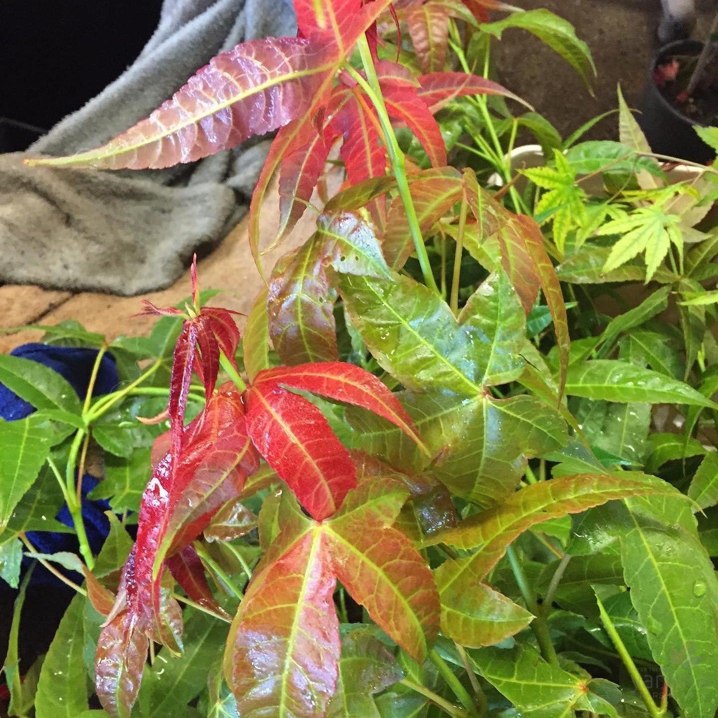 Acer Flabellatum 3