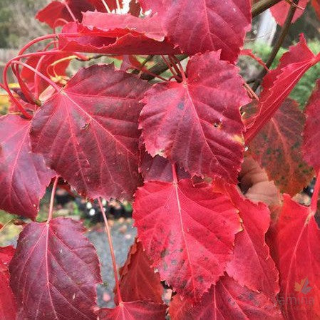 Acer Rubescens 1