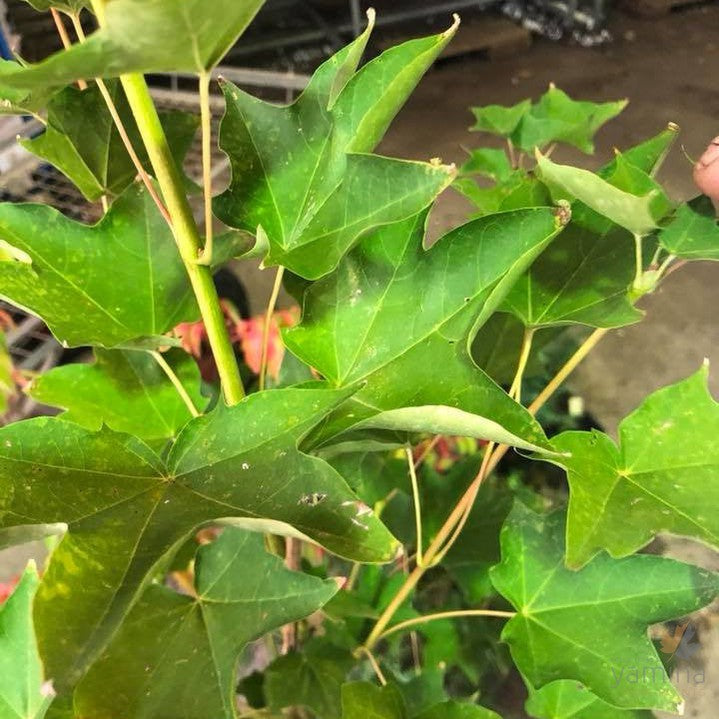 Acer cappadocicum 1