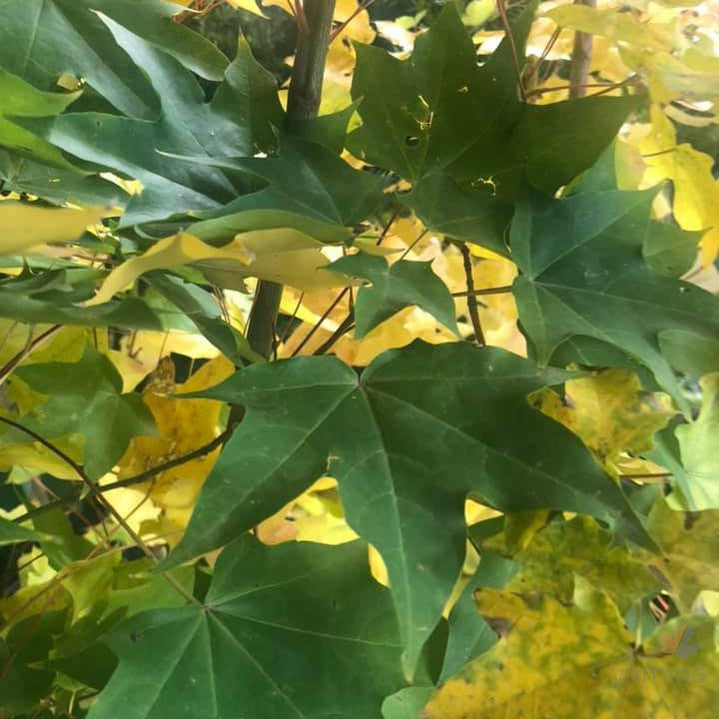 Acer cappadocicum 2